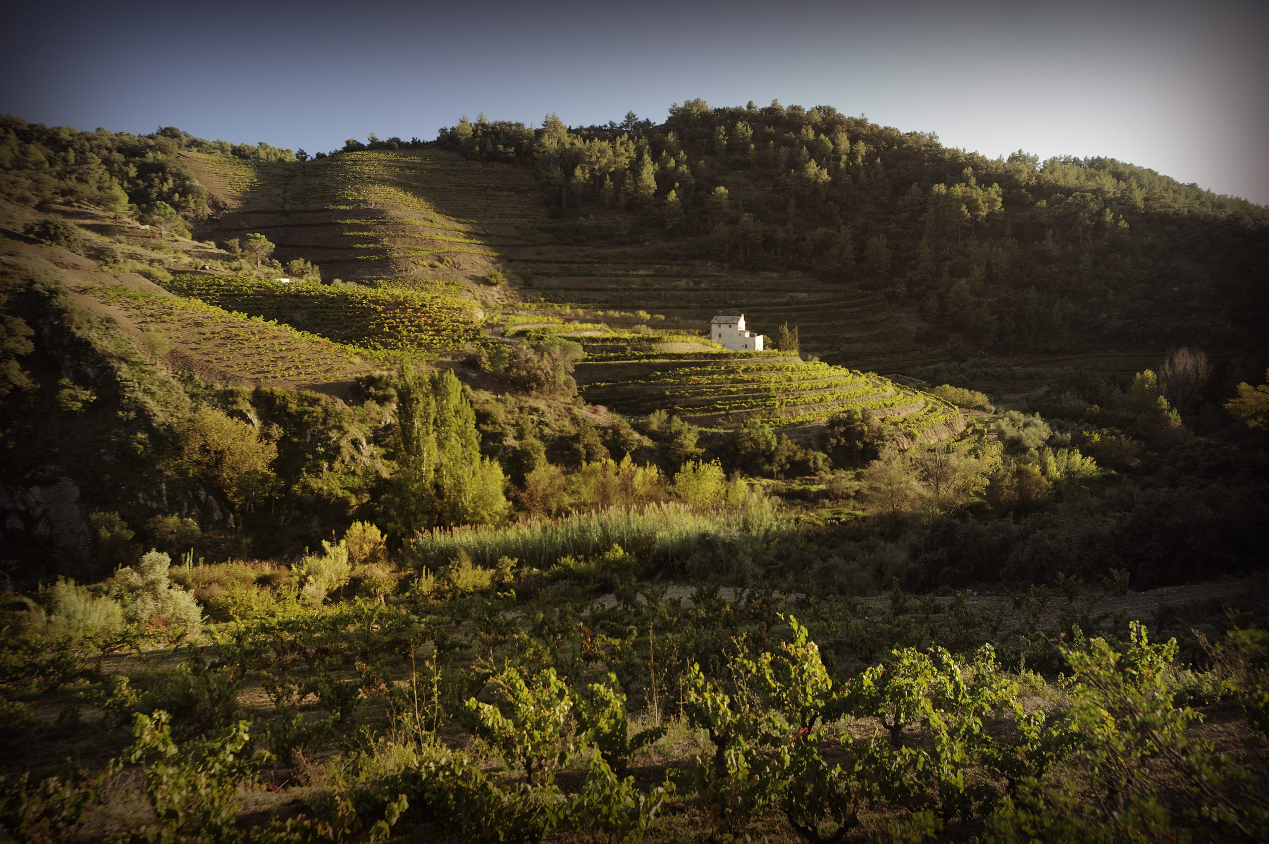 Bodegas Llicorella Vins