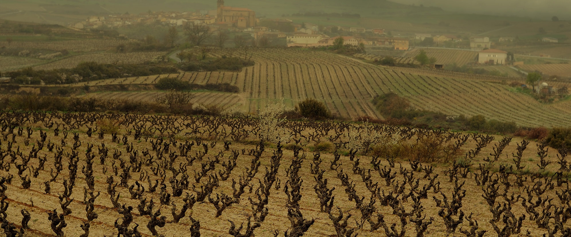 Bodegas Rosario Vera